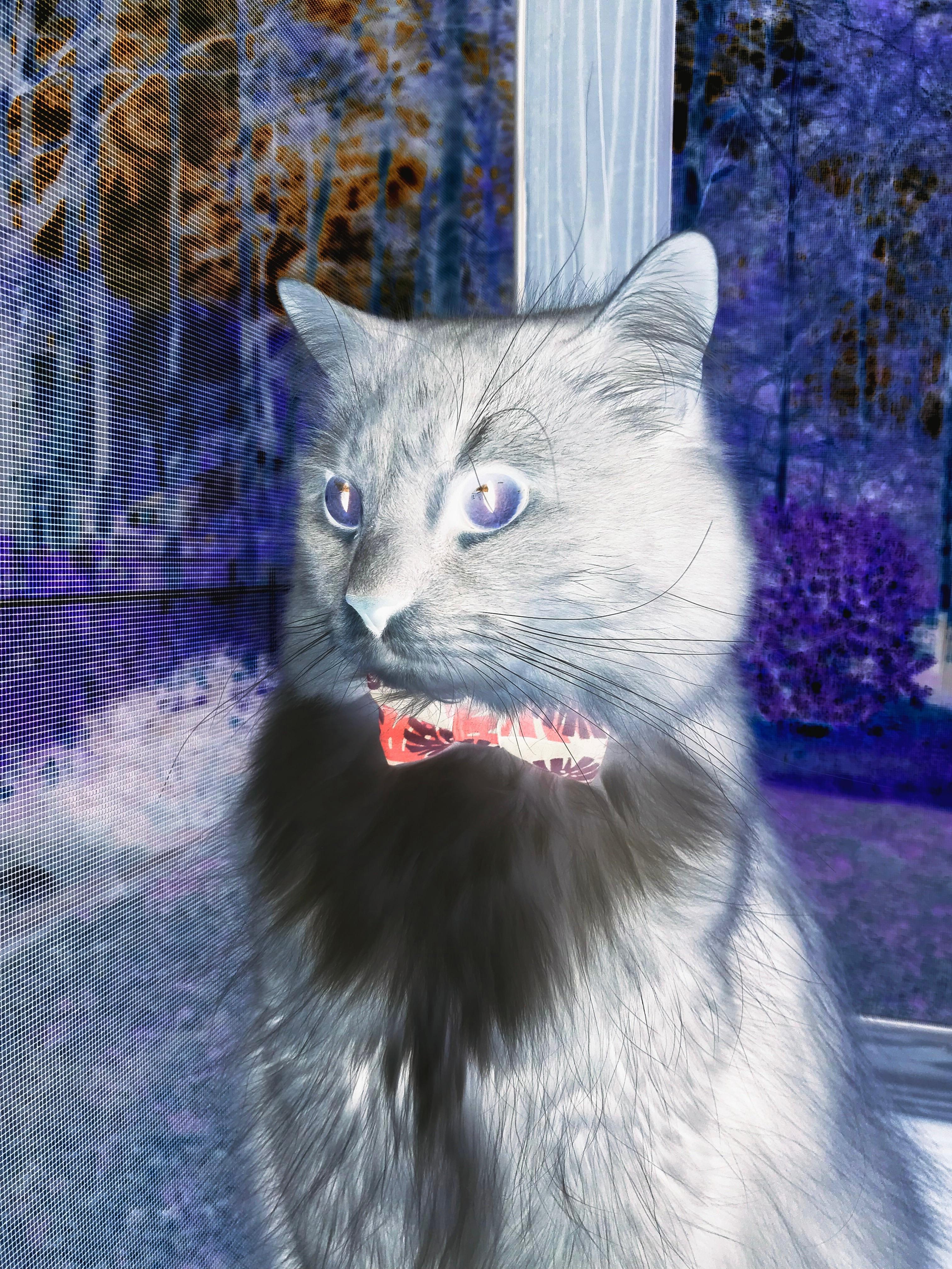 秘鲁一波带走安哥拉，奥纳纳成为关键先生，金球绝杀改写历史