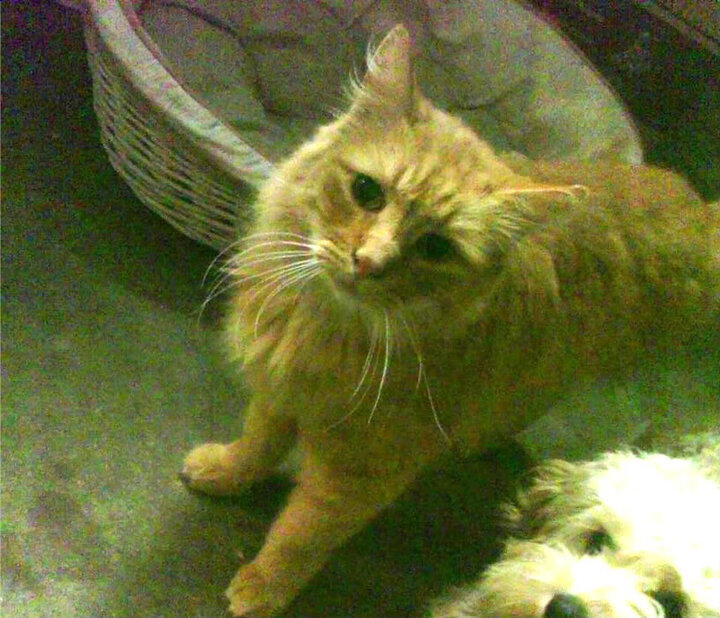 钢铁之躯与加时赛的心跳,德罗赞奥运前夜的无声宣言