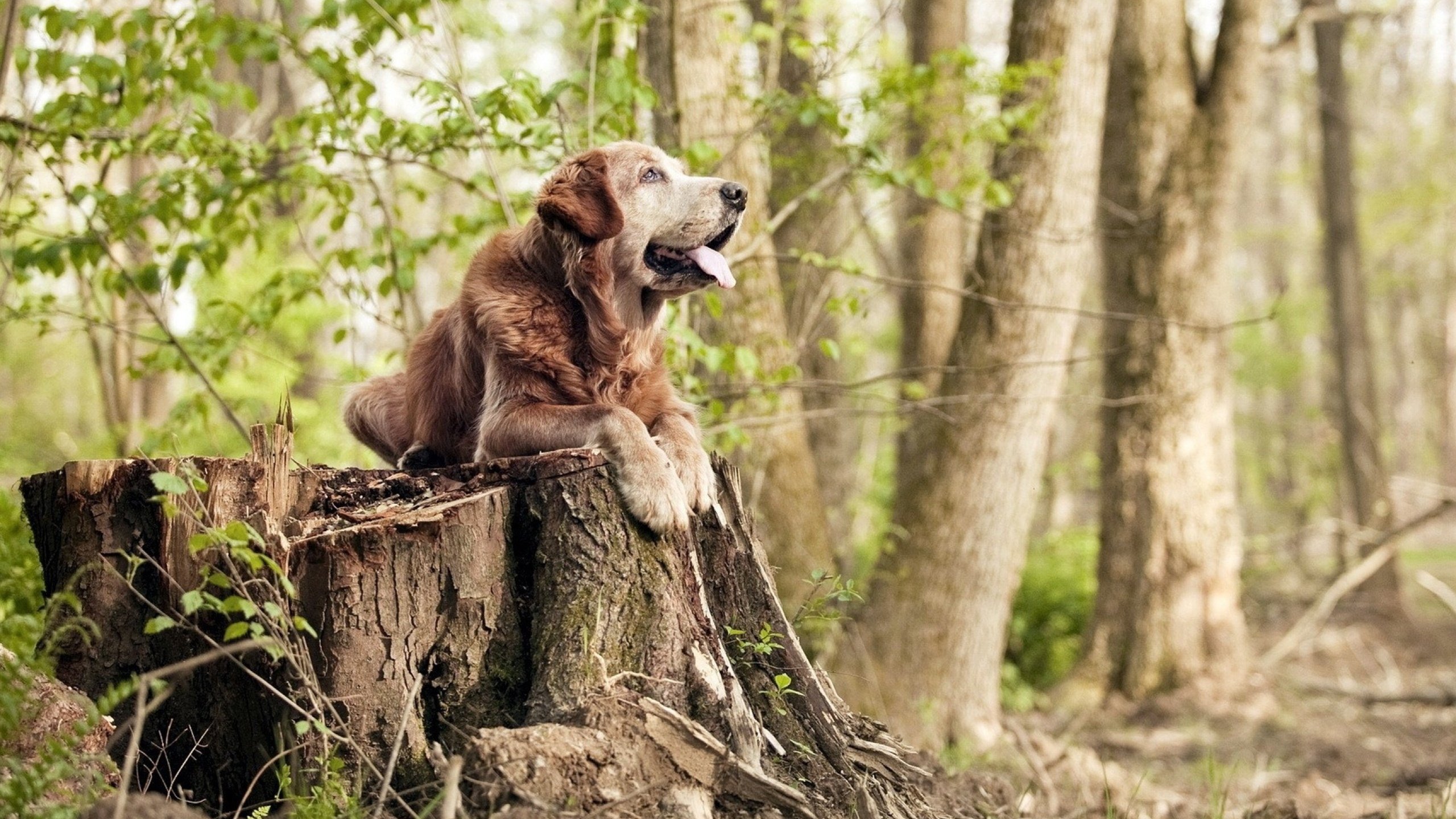 欧冠决赛之夜，当德罗赞在篮球圣殿完成压制级交响乐