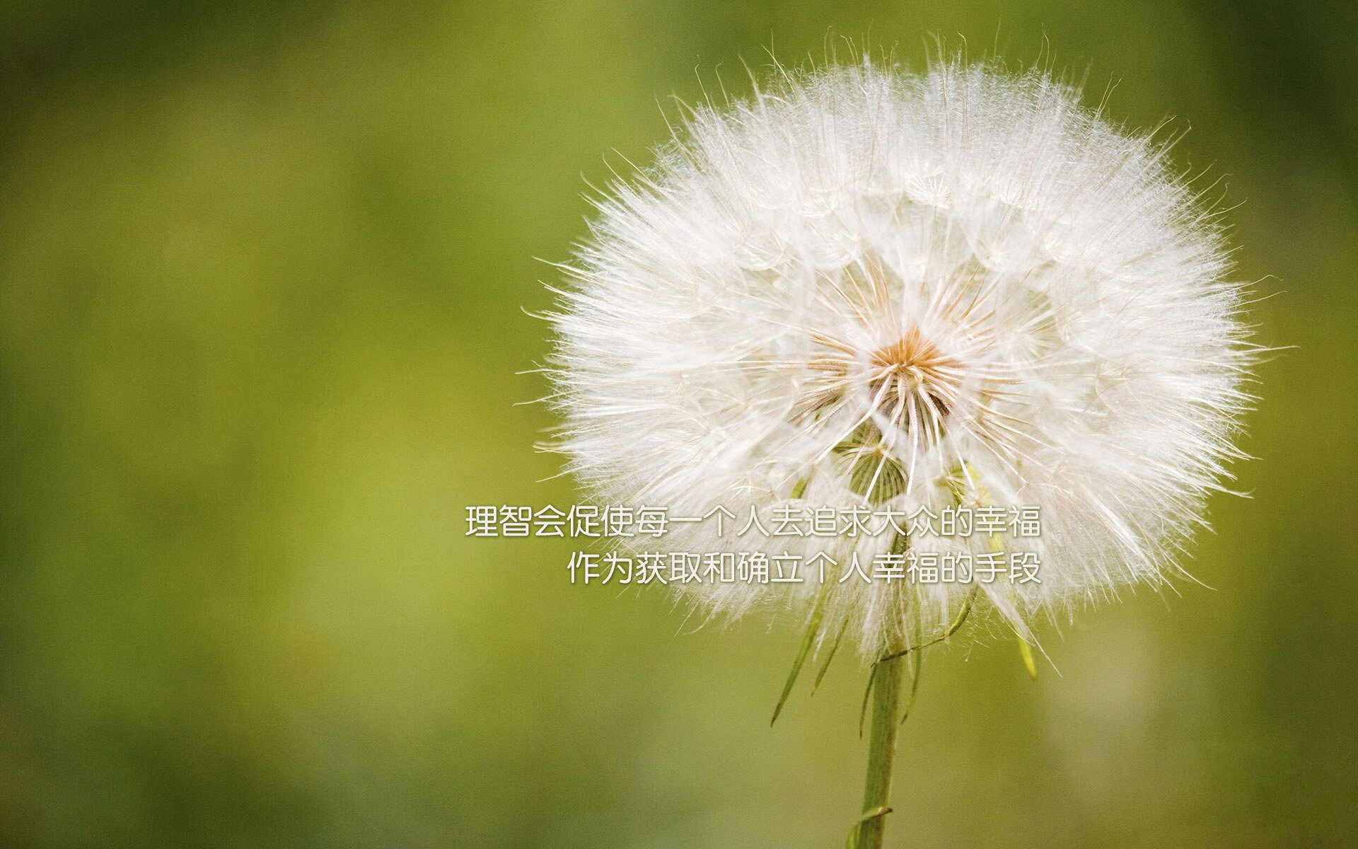 夜空中最亮的星，武切维奇连续得分杀死德甲争冠悬念