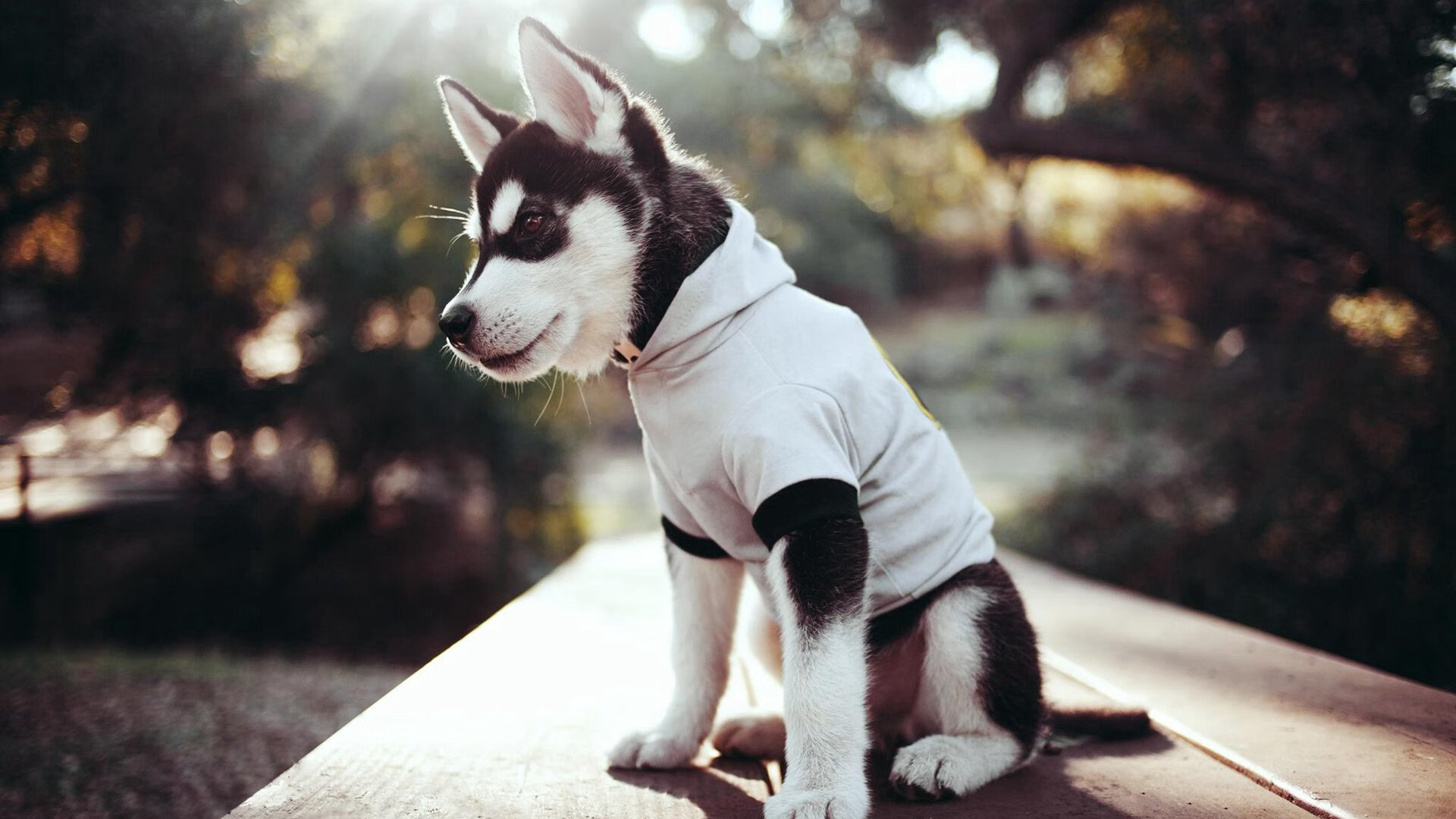 奥纳纳9次扑救封神！摩纳哥铁血防线碾碎拉齐奥欧冠梦