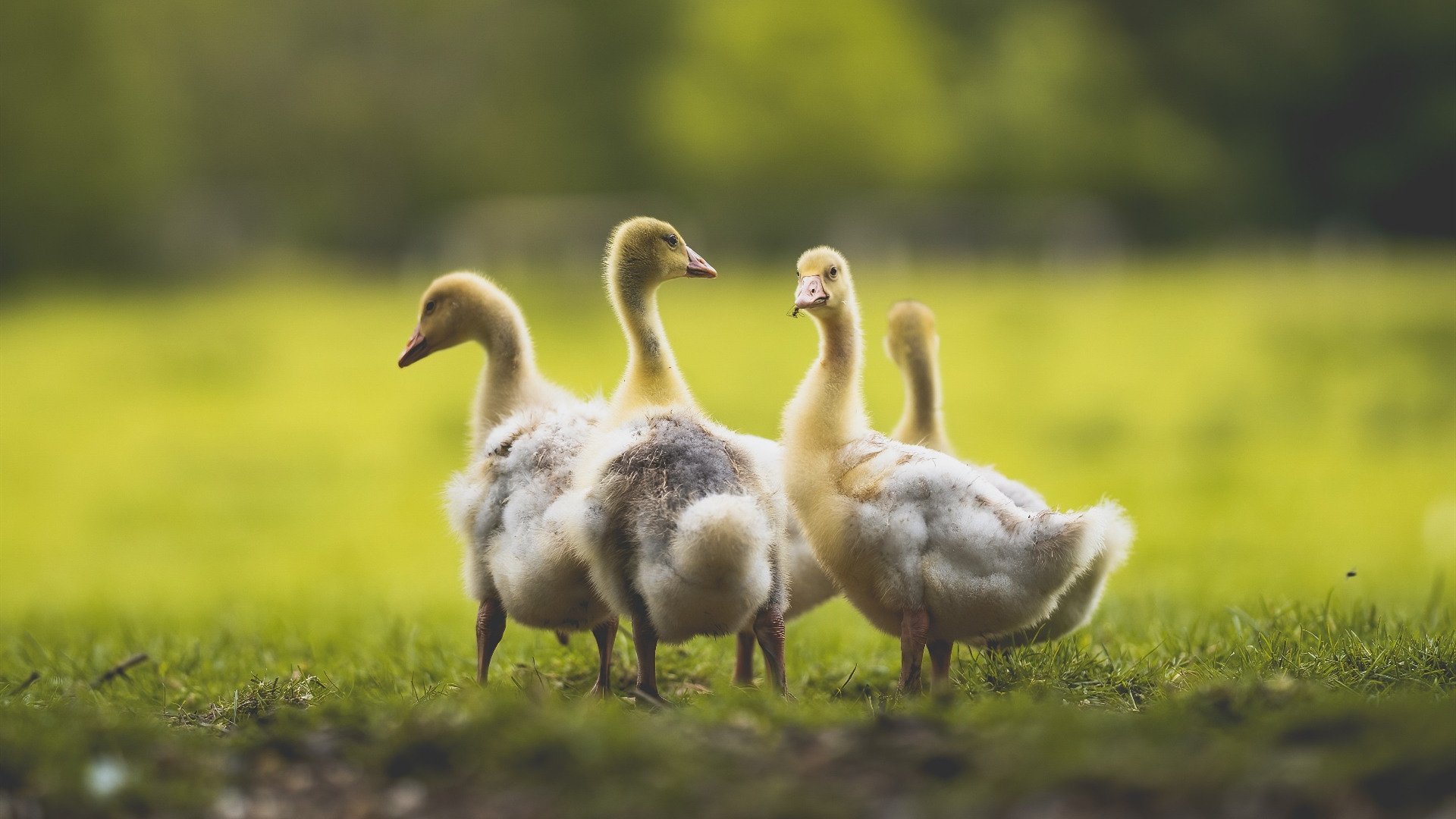 生死战之夜,托尼闪耀全场,挪威力克比利亚雷亚尔晋级