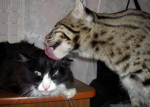 领袖的节奏，从公牛王朝到新疆之巅的篮球智慧