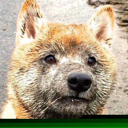 德罗赞的救赎之战，辽宁队跨联盟力克勇士，传奇之夜再现