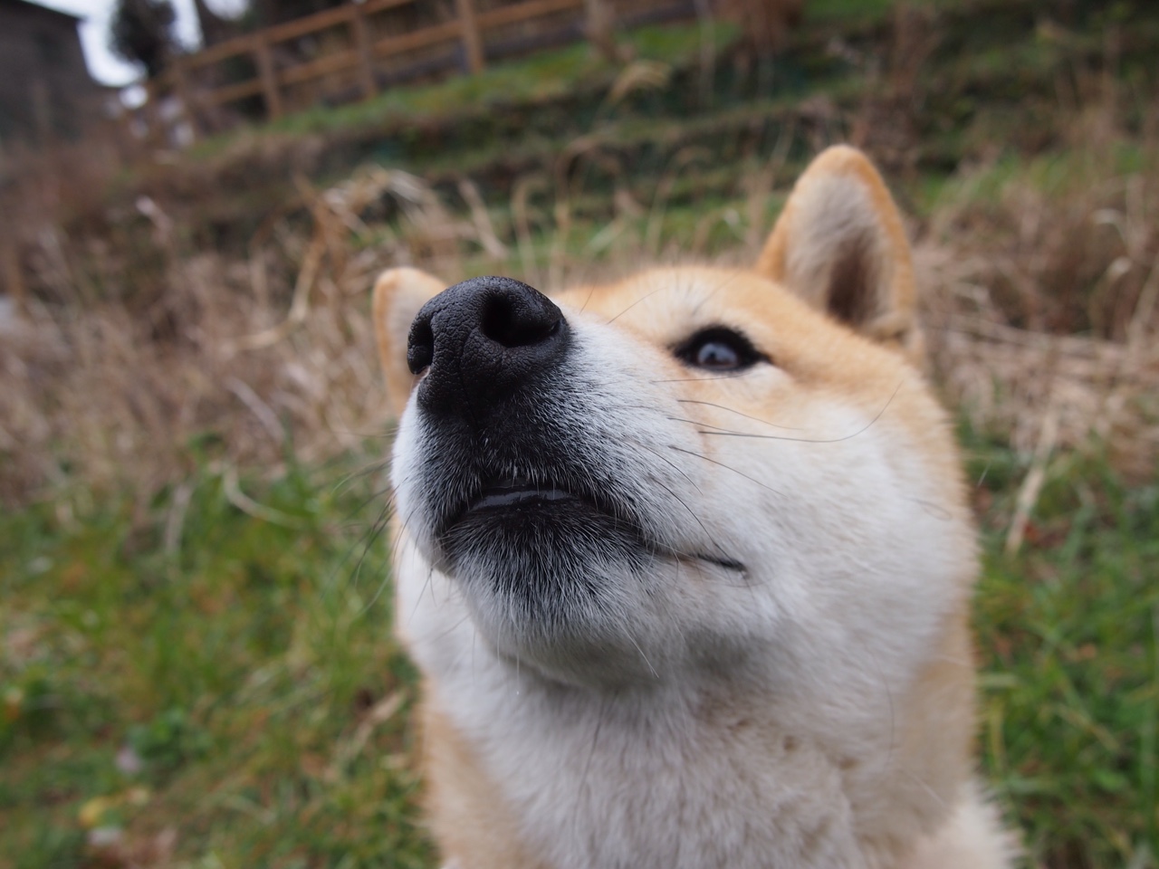 绝杀黎明，罗德里戈终场神迹，爱尔兰逆转秘鲁谱写绿茵传奇