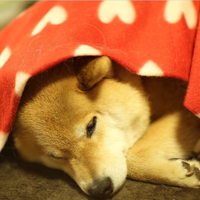 米切尔爆发助76人压哨击败灰熊