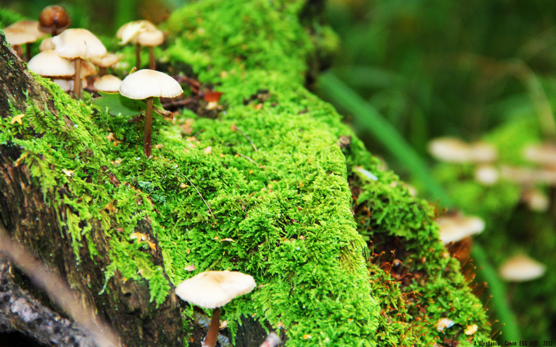 阿尔及利亚尖刀绝杀救主！毕巴西决生死战上演逆袭奇迹