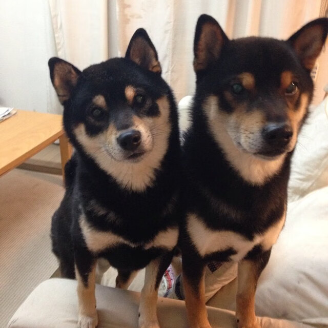 刀刃与帷幔，德国淘汰赛过关埃及，一场古典与现代的生死对弈