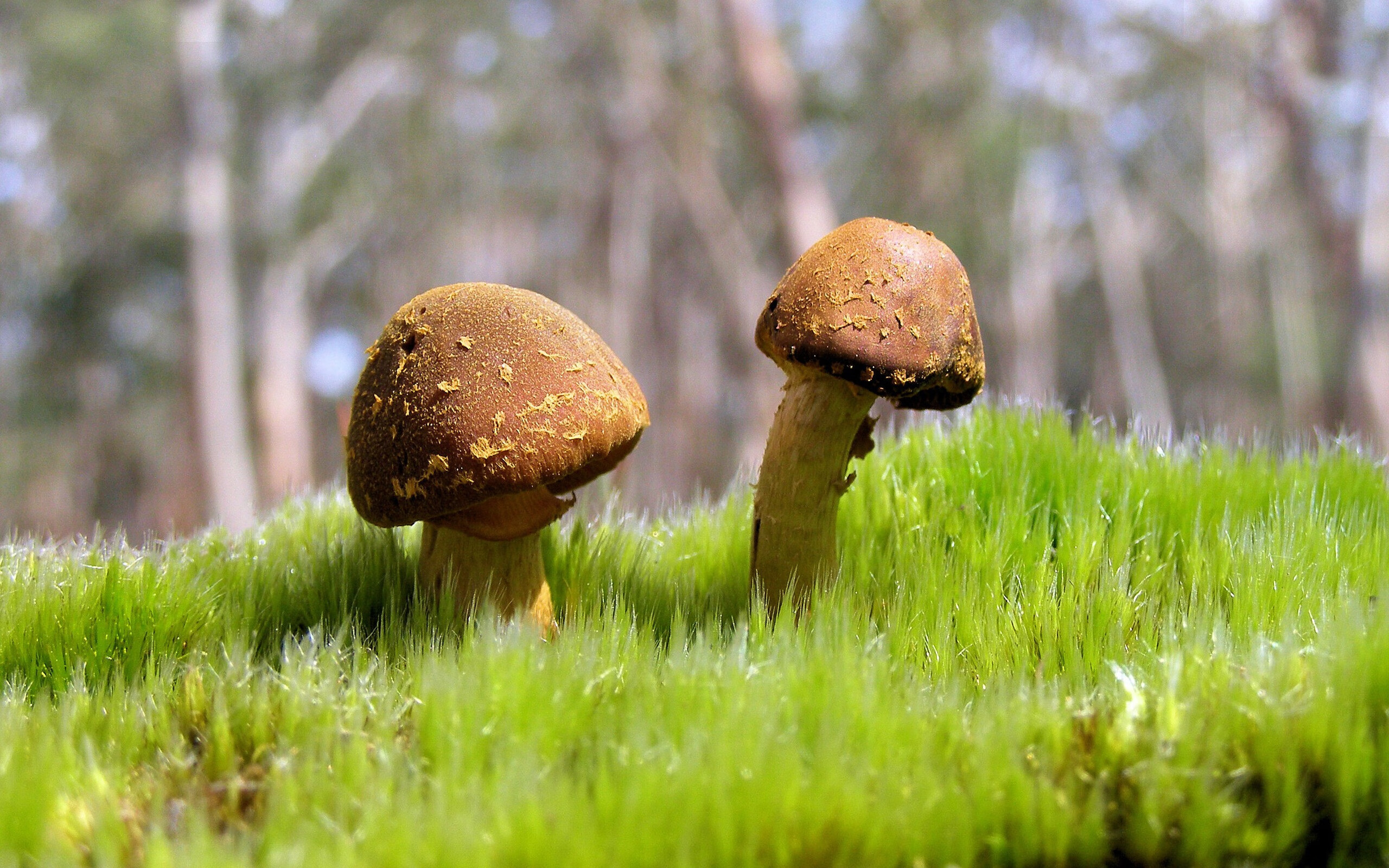 世俱杯决赛-鹈鹕踏平开拓者，塔图姆关键先生闪耀NBA赛场