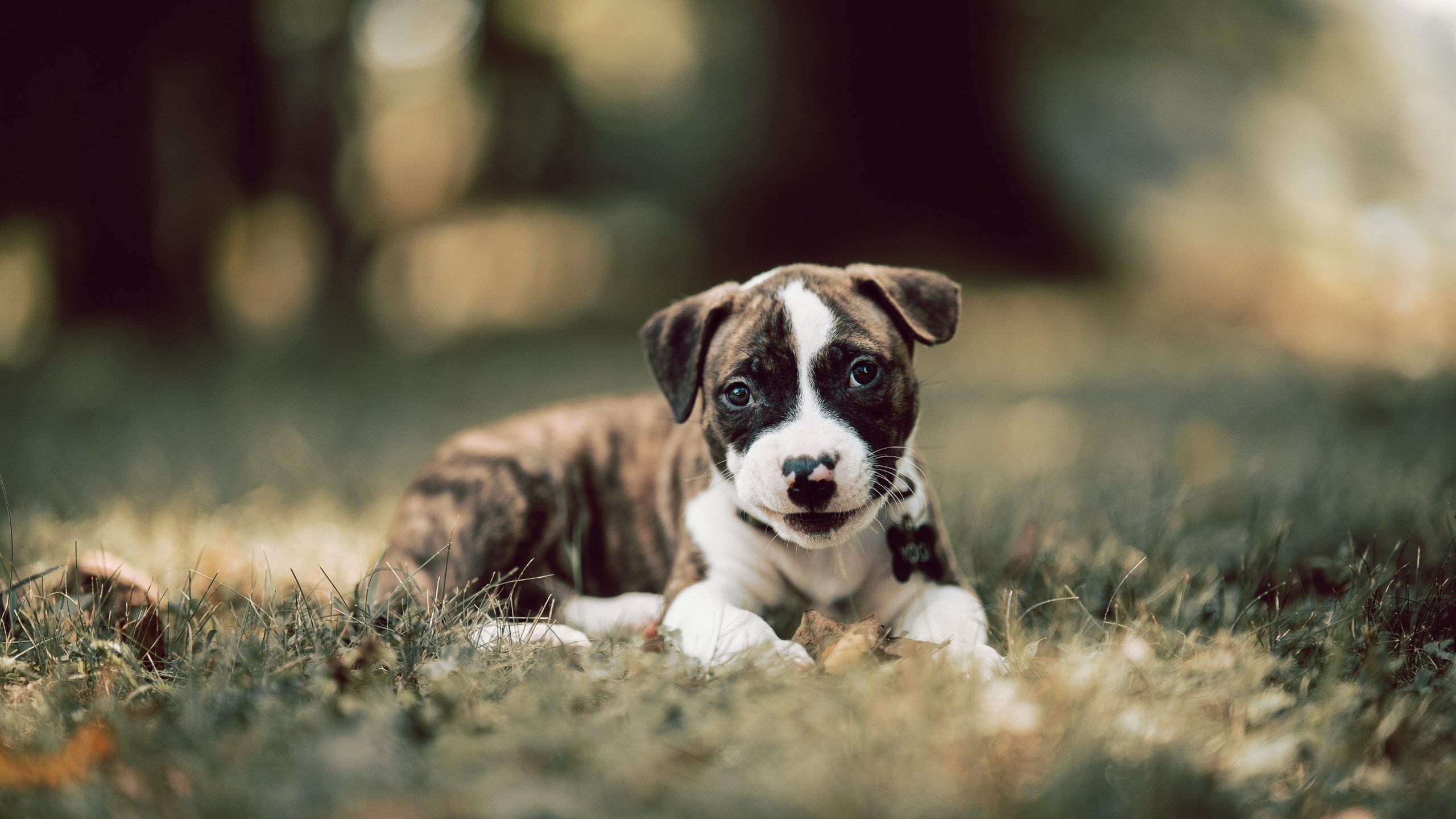 亚平宁绿茵的文班亚马,当防守成为艺术,进攻化为利刃