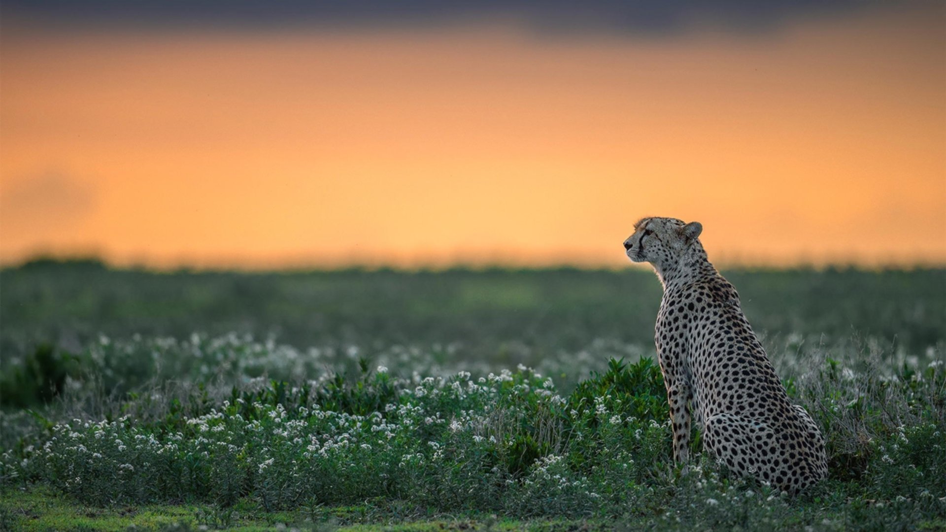 世界杯启示录,从热火胜公牛看现代竞技的节奏哲学