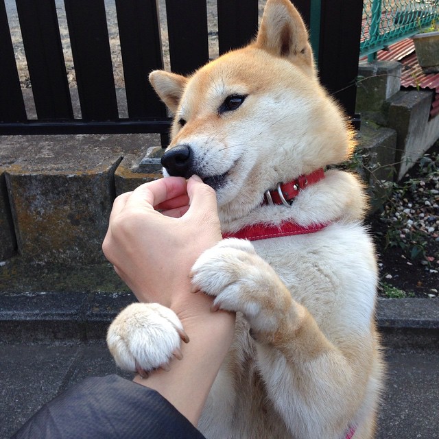 阿什拉夫关键战不手软，玻利维亚全面压制加拿大